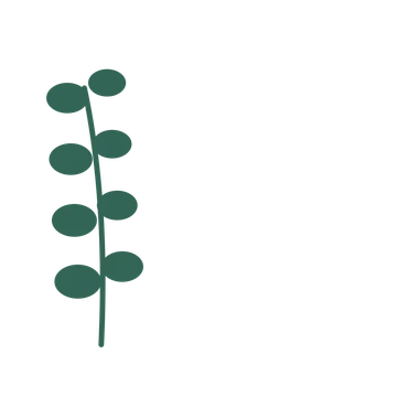 Eucalyptus foliage in an corner arrangement, with 4 pairs of leaves on each stem.
