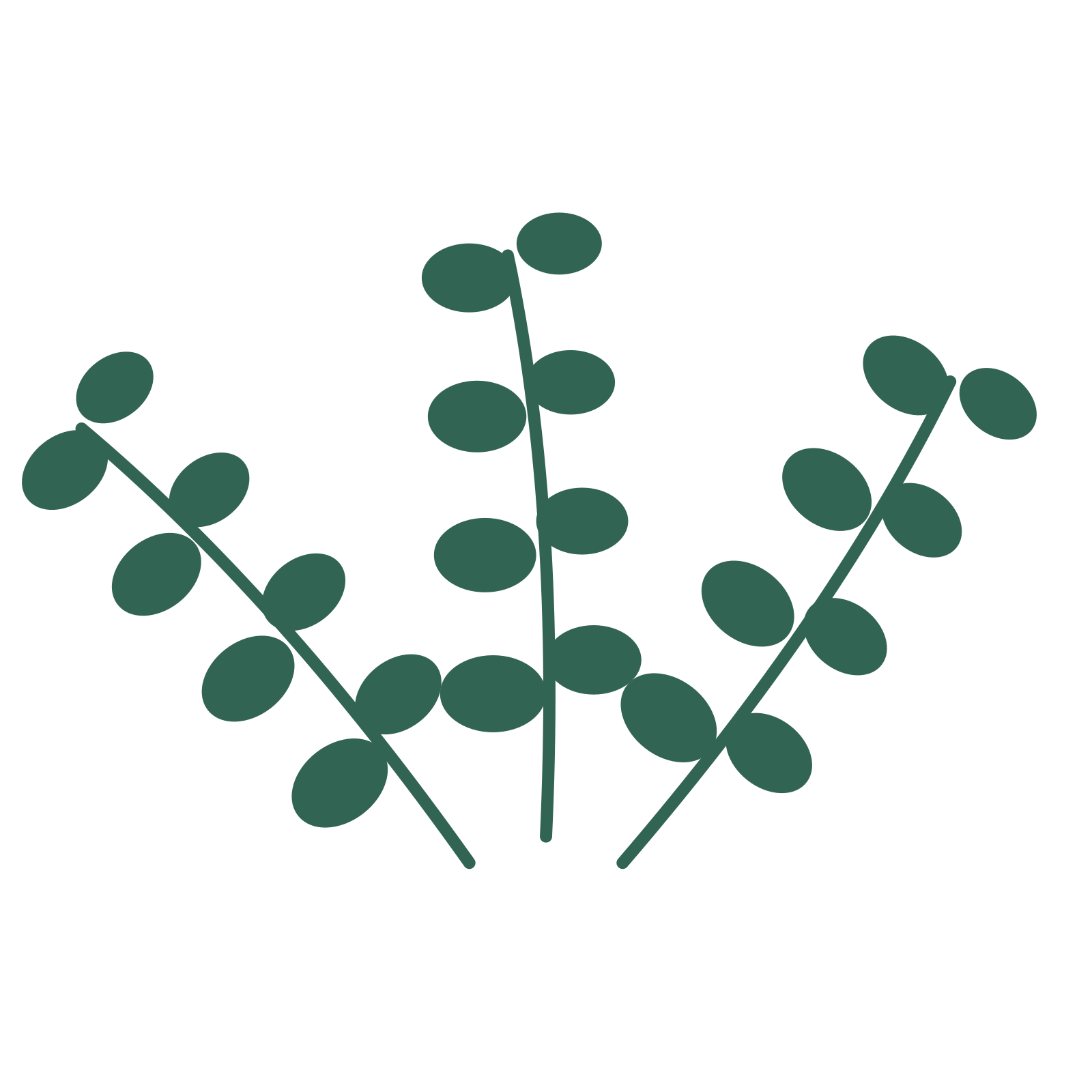 Eucalyptus foliage in an fan arrangement, with 4 pairs of leaves on each stem.