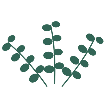 Eucalyptus foliage in an fan arrangement, with 4 pairs of leaves on each stem.