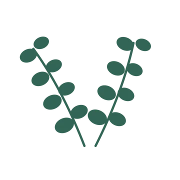 Eucalyptus foliage in an paired arrangement, with 4 pairs of leaves on each stem.