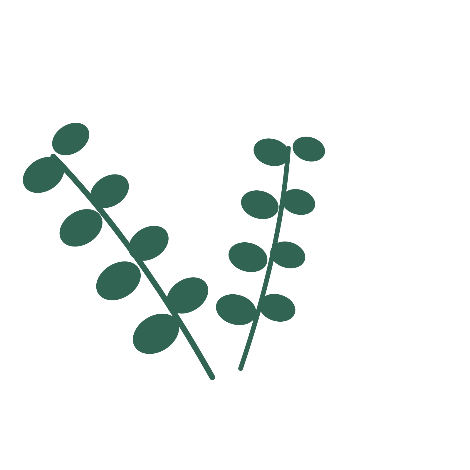 Eucalyptus foliage in an spray arrangement, with 4 pairs of leaves on each stem.