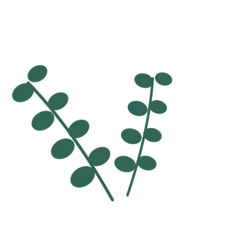 Eucalyptus foliage in an spray arrangement, with 4 pairs of leaves on each stem.