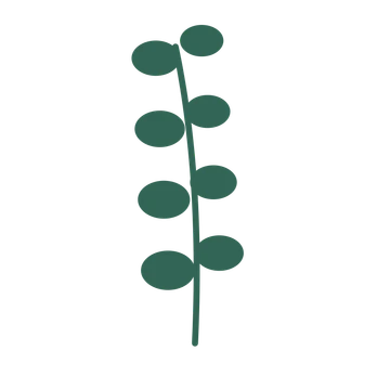 Eucalyptus foliage in an upright arrangement, with 4 pairs of leaves on each stem.