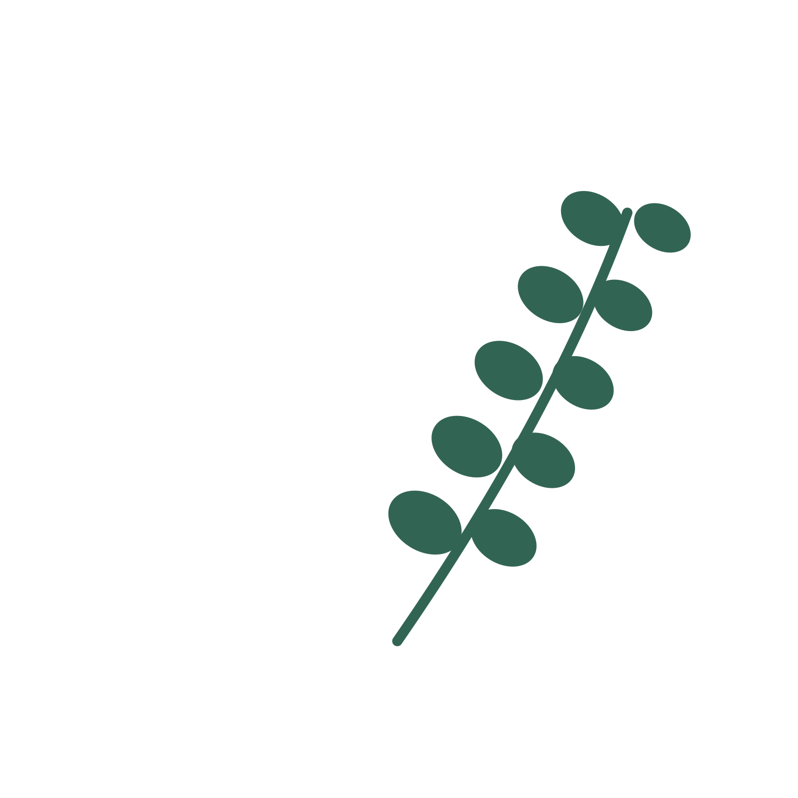 Eucalyptus foliage in an arching arrangement, with 5 pairs of leaves on each stem.