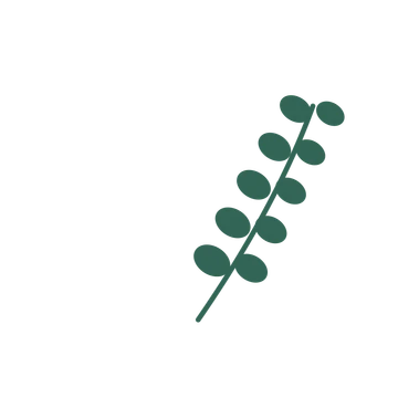 Eucalyptus foliage in an arching arrangement, with 5 pairs of leaves on each stem.