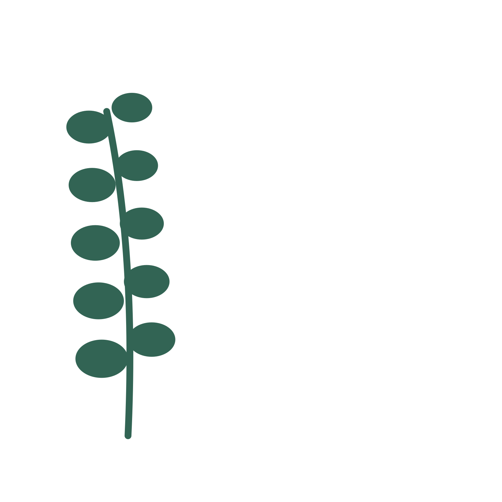 Eucalyptus foliage in an corner arrangement, with 5 pairs of leaves on each stem.