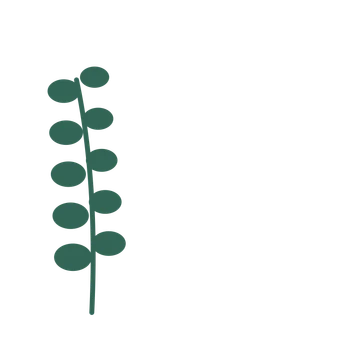Eucalyptus foliage in an corner arrangement, with 5 pairs of leaves on each stem.
