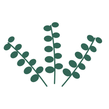 Eucalyptus foliage in an fan arrangement, with 5 pairs of leaves on each stem.