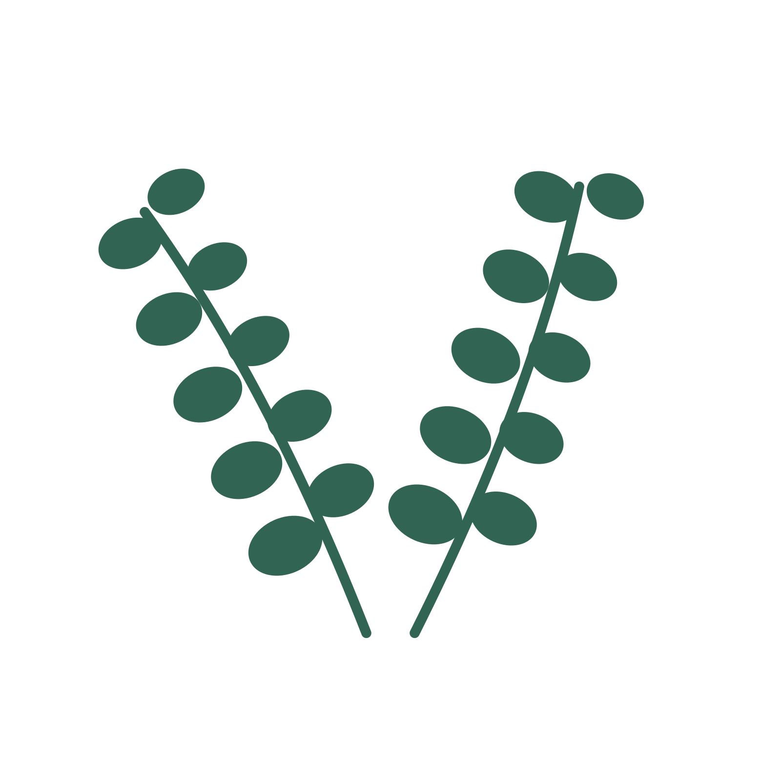 Eucalyptus foliage in an paired arrangement, with 5 pairs of leaves on each stem.