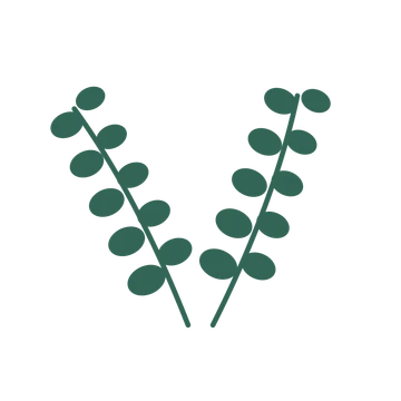 Eucalyptus foliage in an paired arrangement, with 5 pairs of leaves on each stem.