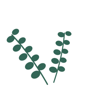 Eucalyptus foliage in an spray arrangement, with 5 pairs of leaves on each stem.