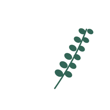 Eucalyptus foliage in an arching arrangement, with 6 pairs of leaves on each stem.
