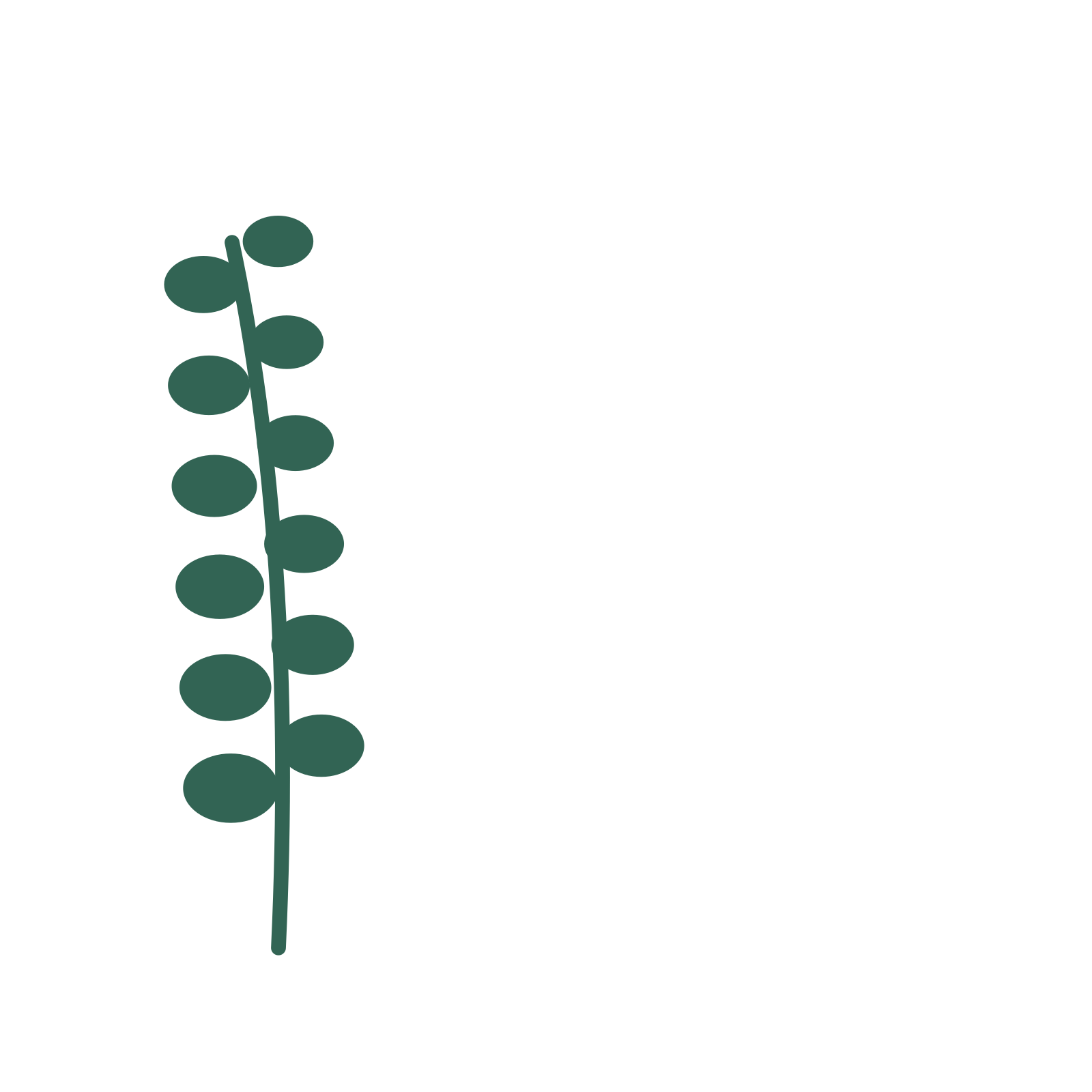 Eucalyptus foliage in an corner arrangement, with 6 pairs of leaves on each stem.