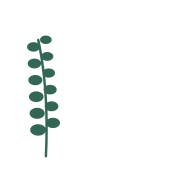 Eucalyptus foliage in an corner arrangement, with 6 pairs of leaves on each stem.