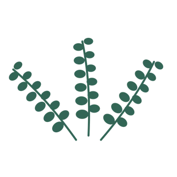 Eucalyptus foliage in an fan arrangement, with 6 pairs of leaves on each stem.