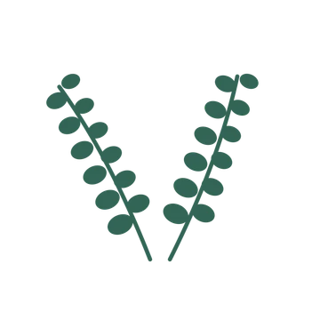 Eucalyptus foliage in an paired arrangement, with 6 pairs of leaves on each stem.