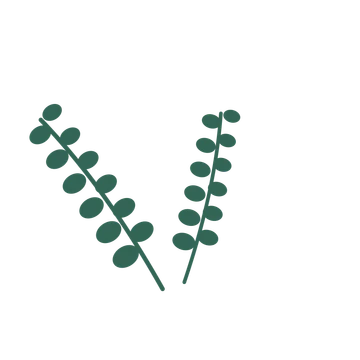 Eucalyptus foliage in an spray arrangement, with 6 pairs of leaves on each stem.