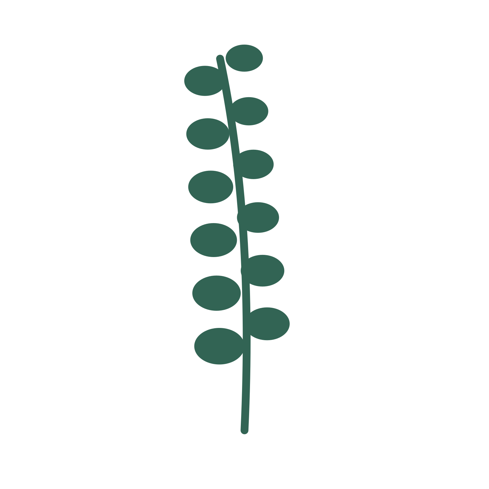 Eucalyptus foliage in an upright arrangement, with 6 pairs of leaves on each stem.