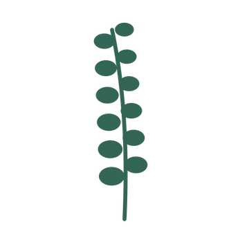 Eucalyptus foliage in an upright arrangement, with 6 pairs of leaves on each stem.