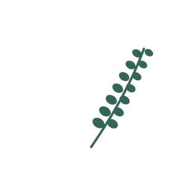 Eucalyptus foliage in an arching arrangement, with 7 pairs of leaves on each stem.