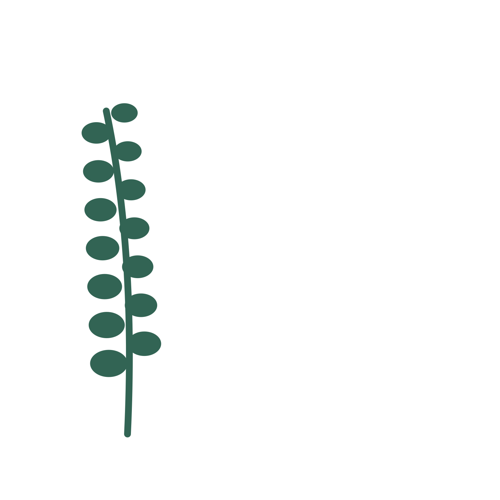 Eucalyptus foliage in an corner arrangement, with 7 pairs of leaves on each stem.