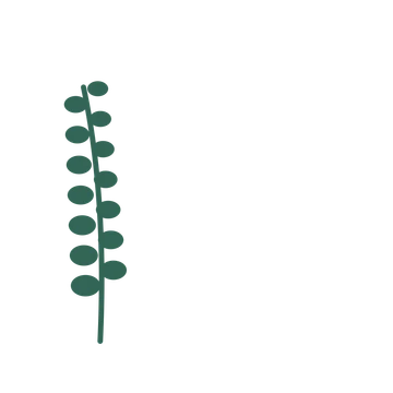 Eucalyptus foliage in an corner arrangement, with 7 pairs of leaves on each stem.