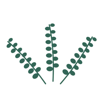 Eucalyptus foliage in an fan arrangement, with 7 pairs of leaves on each stem.
