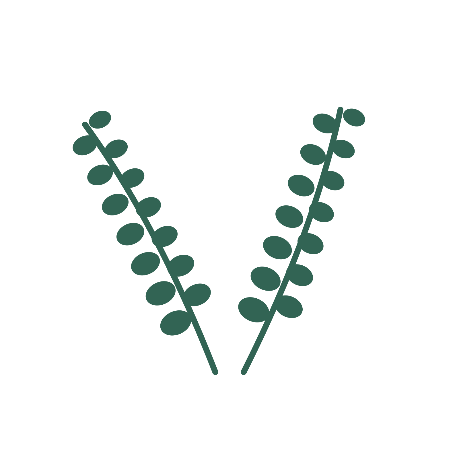 Eucalyptus foliage in an paired arrangement, with 7 pairs of leaves on each stem.