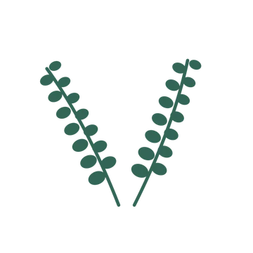 Eucalyptus foliage in an paired arrangement, with 7 pairs of leaves on each stem.