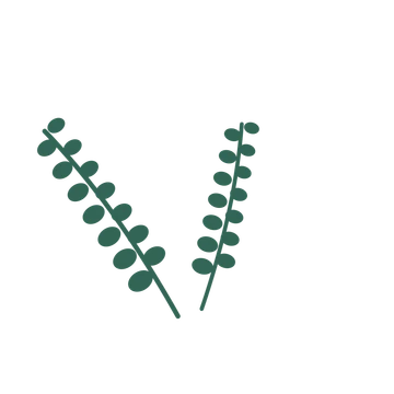 Eucalyptus foliage in an spray arrangement, with 7 pairs of leaves on each stem.