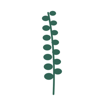 Eucalyptus foliage in an upright arrangement, with 7 pairs of leaves on each stem.