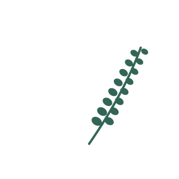 Eucalyptus foliage in an arching arrangement, with 8 pairs of leaves on each stem.