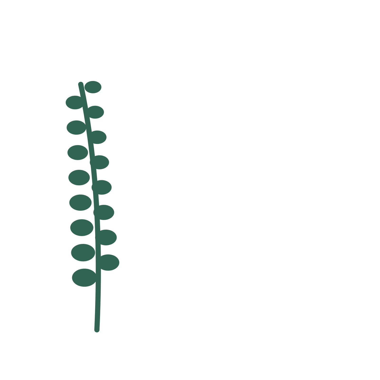 Eucalyptus foliage in an corner arrangement, with 8 pairs of leaves on each stem.