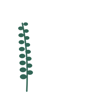 Eucalyptus foliage in an corner arrangement, with 8 pairs of leaves on each stem.