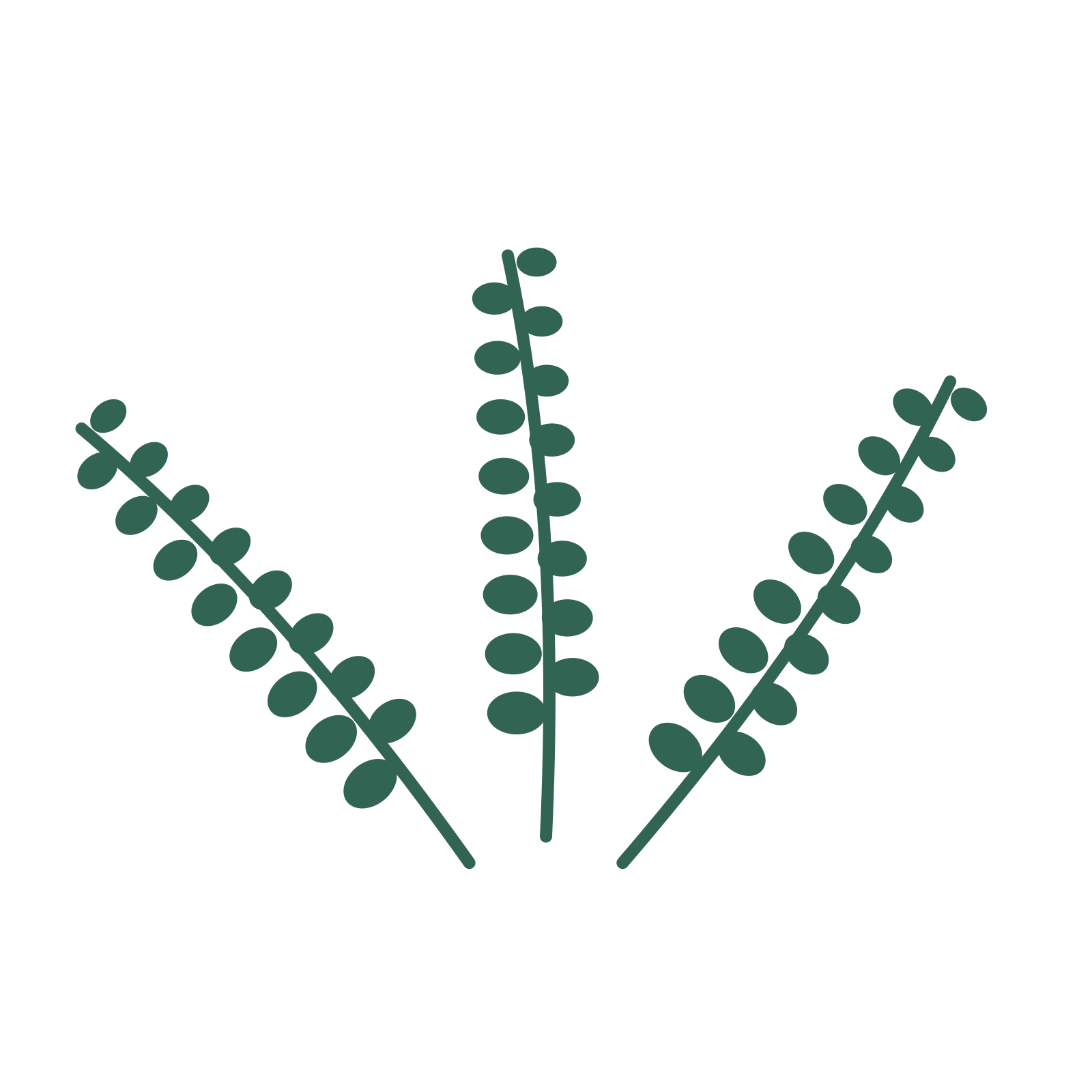 Eucalyptus foliage in an fan arrangement, with 8 pairs of leaves on each stem.