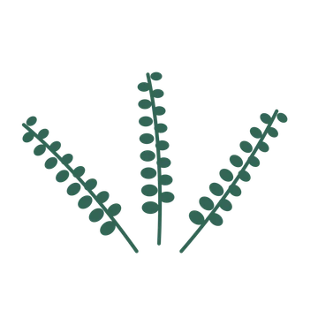 Eucalyptus foliage in an fan arrangement, with 8 pairs of leaves on each stem.