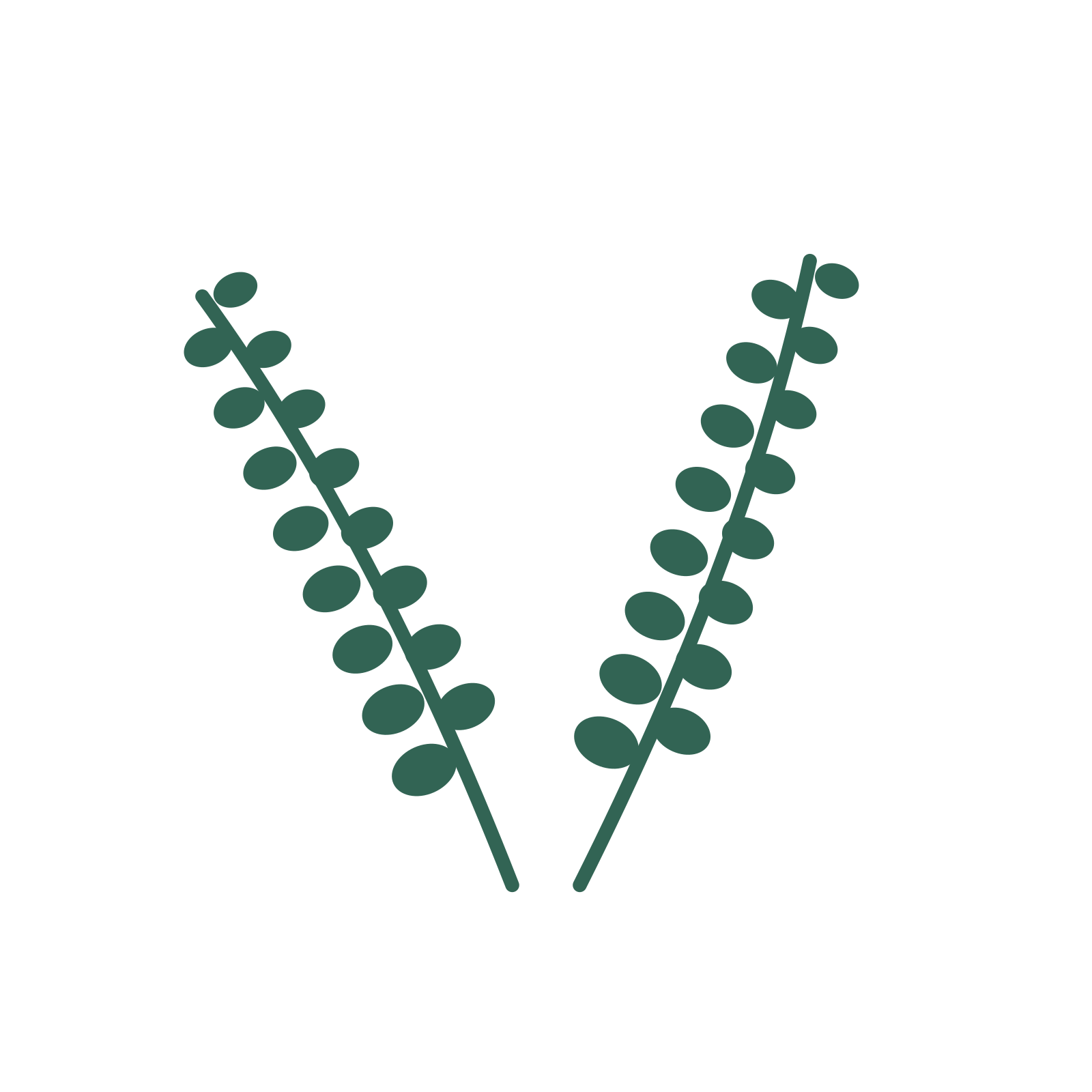Eucalyptus foliage in an paired arrangement, with 8 pairs of leaves on each stem.