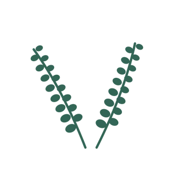 Eucalyptus foliage in an paired arrangement, with 8 pairs of leaves on each stem.