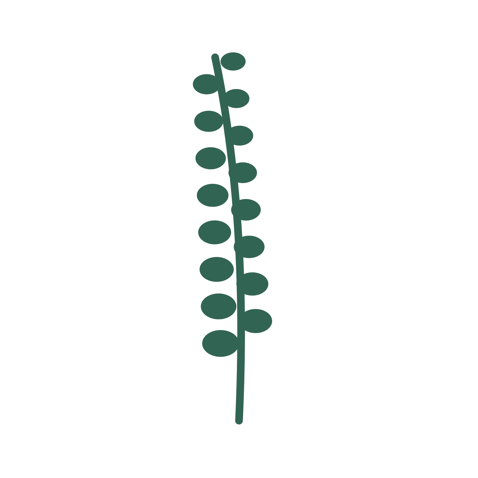 Eucalyptus foliage in an upright arrangement, with 8 pairs of leaves on each stem.