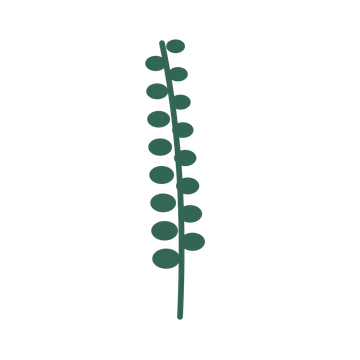 Eucalyptus foliage in an upright arrangement, with 8 pairs of leaves on each stem.