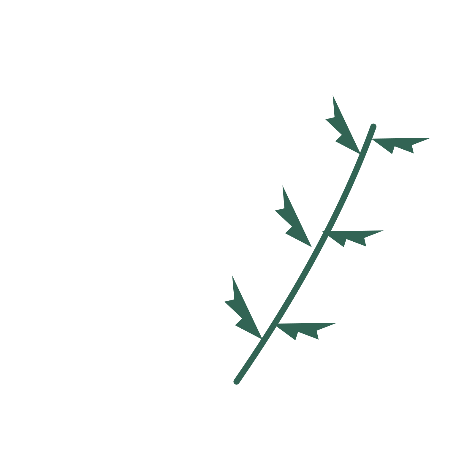 Fern foliage in an arching arrangement, with 3 pairs of leaves on each stem.