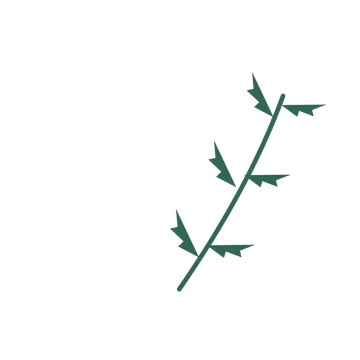 Fern foliage in an arching arrangement, with 3 pairs of leaves on each stem.