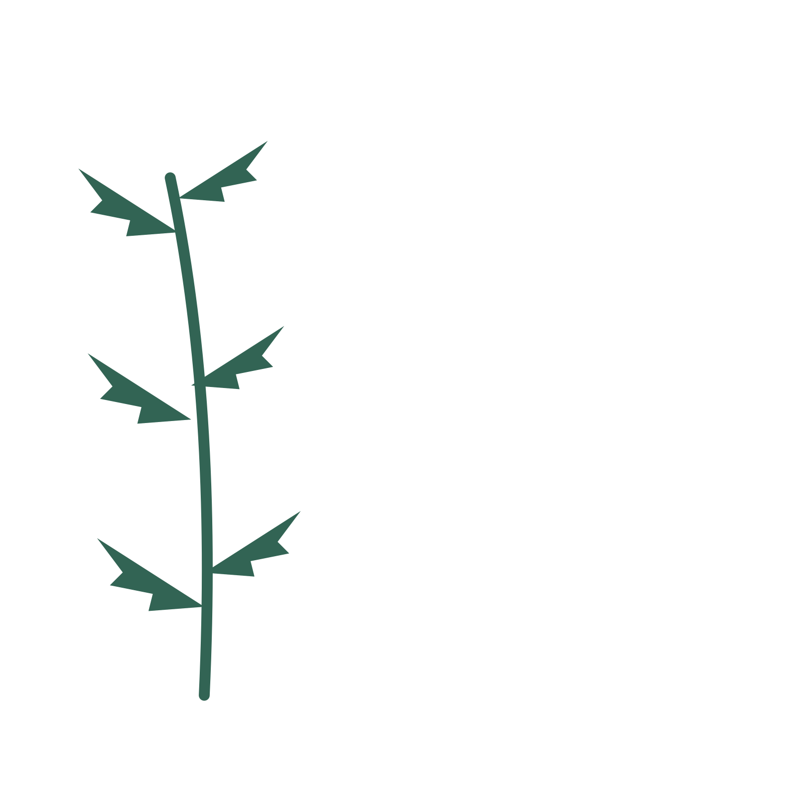 Fern foliage in an corner arrangement, with 3 pairs of leaves on each stem.