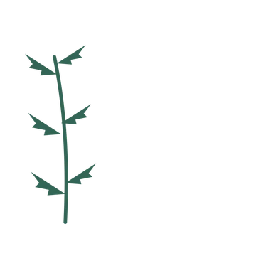 Fern foliage in an corner arrangement, with 3 pairs of leaves on each stem.