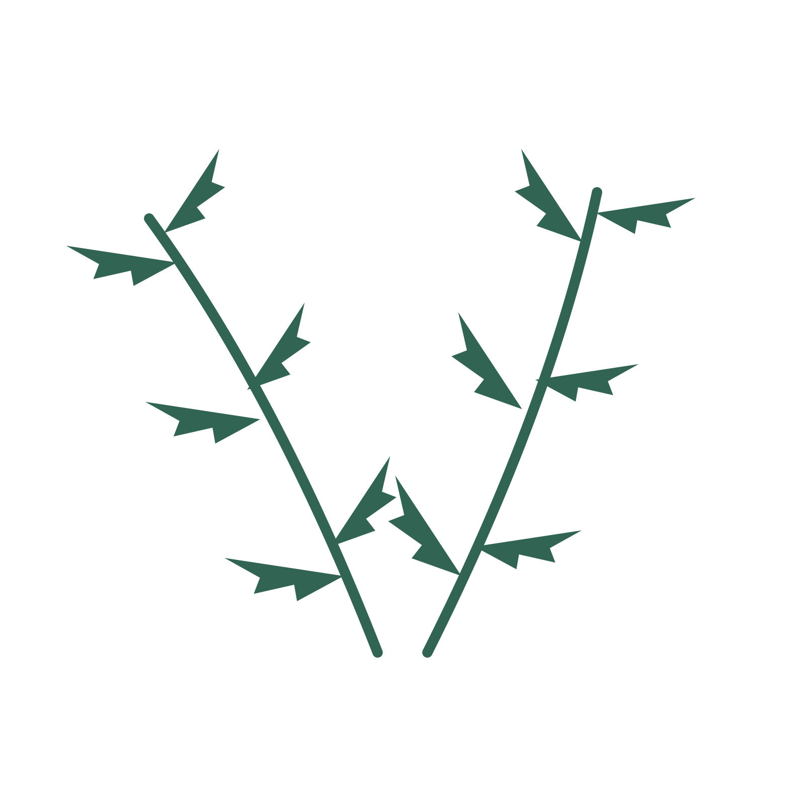 Fern foliage in an paired arrangement, with 3 pairs of leaves on each stem.