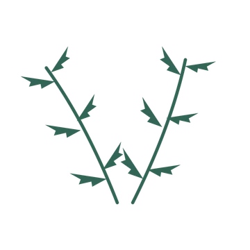 Fern foliage in an paired arrangement, with 3 pairs of leaves on each stem.