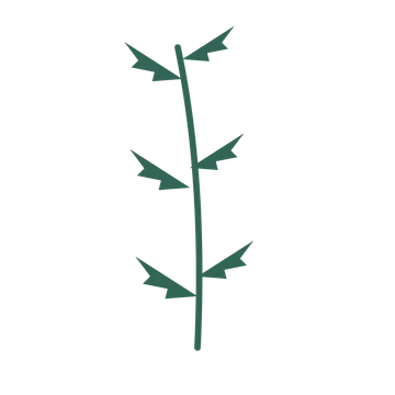 Fern foliage in an upright arrangement, with 3 pairs of leaves on each stem.