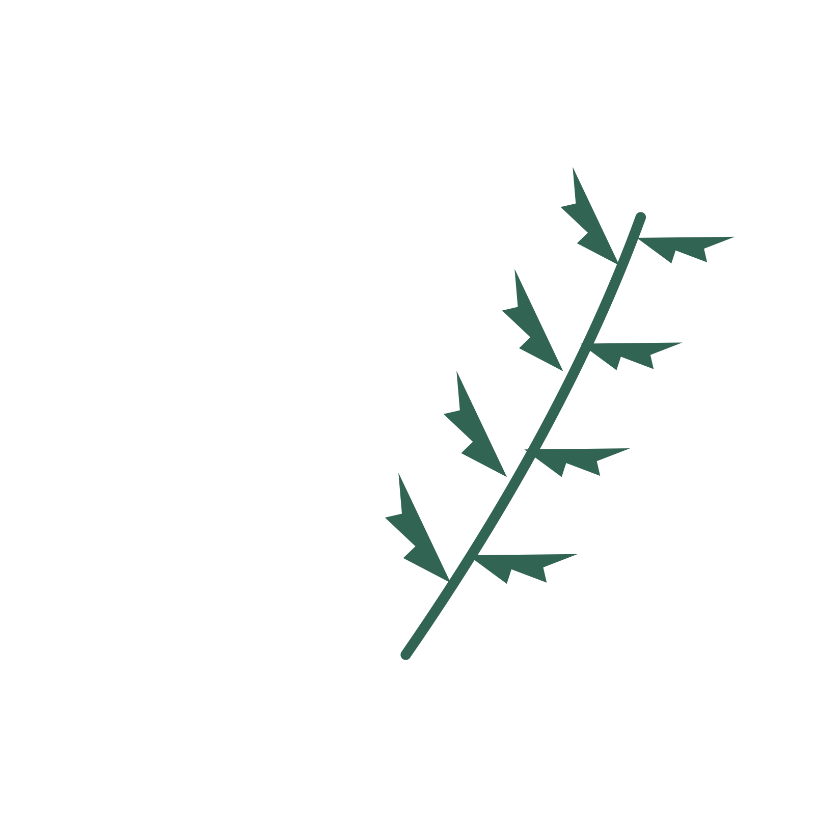 Fern foliage in an arching arrangement, with 4 pairs of leaves on each stem.