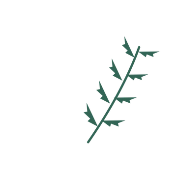 Fern foliage in an arching arrangement, with 4 pairs of leaves on each stem.