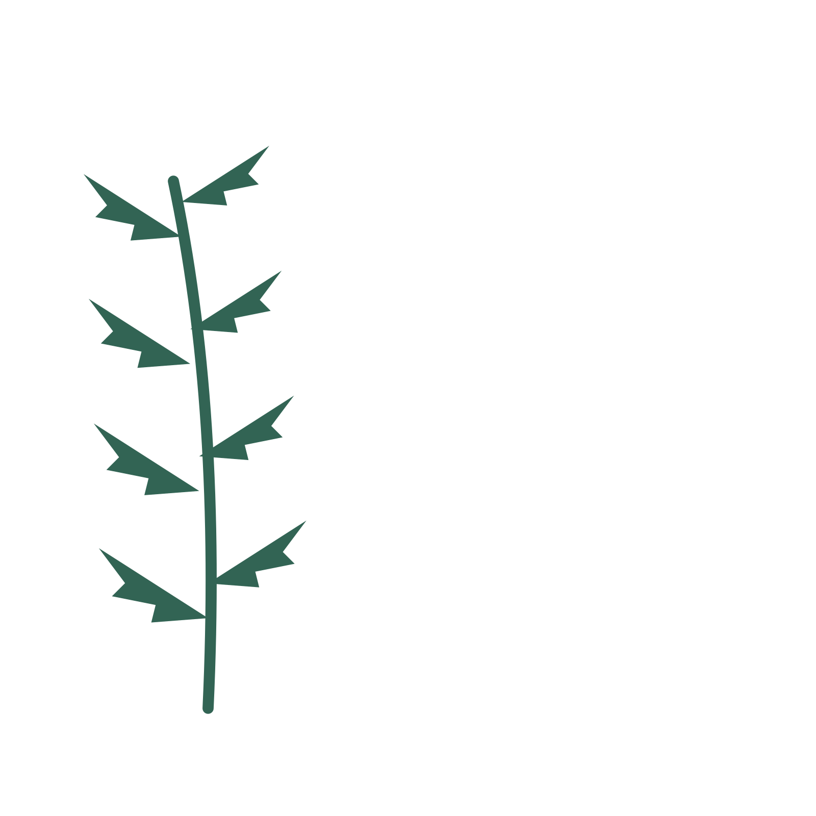 Fern foliage in an corner arrangement, with 4 pairs of leaves on each stem.